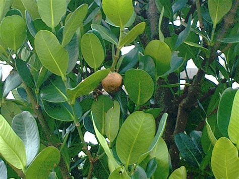 福木樹|フクギ（福木） (Garcinia subelliptica)の特徴,育て方,。